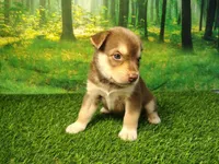 Yukon, a male German Shepherd Dog and Siberian Husky for sale in Fort Wayne, IN – 3 of 5