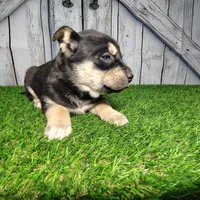 Bonnie, a female German Shepherd Dog and Siberian Husky for sale in Fort Wayne, IN – Photo 2 of 2