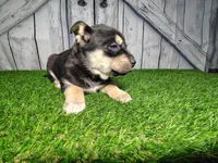 Bonnie, a female German Shepherd Dog and Siberian Husky for sale in Fort Wayne, IN – Photo 2 of 2