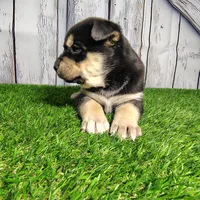 Bonnie, a female German Shepherd Dog and Siberian Husky for sale in Fort Wayne, IN – Photo 1 of 2