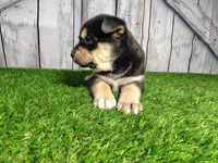 Bonnie, a female German Shepherd Dog and Siberian Husky for sale in Fort Wayne, IN – Photo 1 of 2