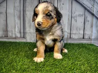 Hope , a female Australian Shepherd and Bernese Mountain Dog for sale in Fort Wayne, IN – 4 of 5