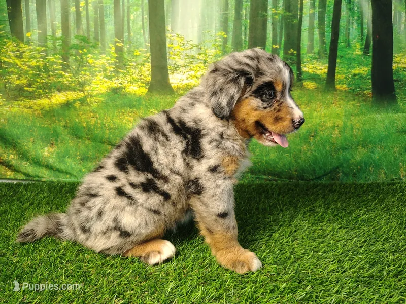 Amika – Australian Shepherd, Bernese Mountain Dog puppy for sale in Fort Wayne, IN