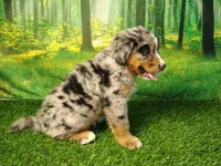 Amika, a female Australian Shepherd and Bernese Mountain Dog for sale in Fort Wayne, IN – 1 of 4