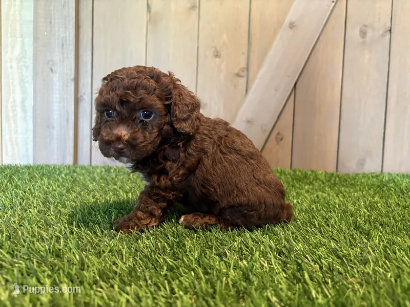 Juno – Poodle - Toy  puppy for sale in Fort Wayne, IN
