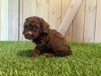 Juno, a female Poodle - Toy  for sale in Fort Wayne, IN – 1 of 5