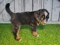 Henry , a male Australian Shepherd and Bernese Mountain Dog for sale in Fort Wayne, IN – 1 of 4