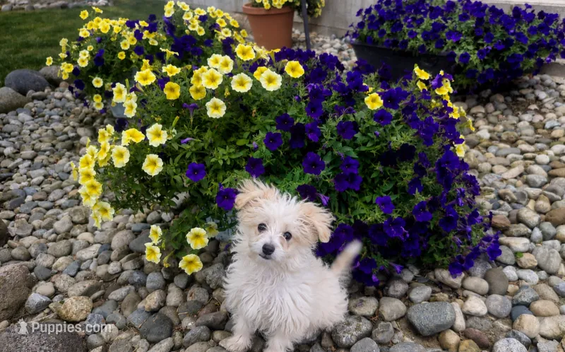 Scout  – Maltipoo puppy for sale in Fort Wayne, IN