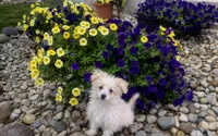 Scout , a male Maltipoo for sale in Fort Wayne, IN – 1 of 8