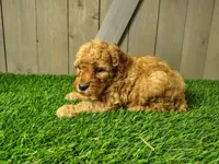 Lucy, a female Poodle - Miniature  for sale in Fort Wayne, IN – 3 of 4