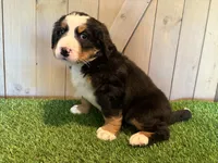 Aaron, a male Bernese Mountain Dog for sale in Fort Wayne, IN – 2 of 5