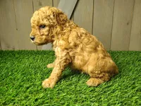 Levi, a male Poodle - Miniature  for sale in Fort Wayne, IN – 2 of 4