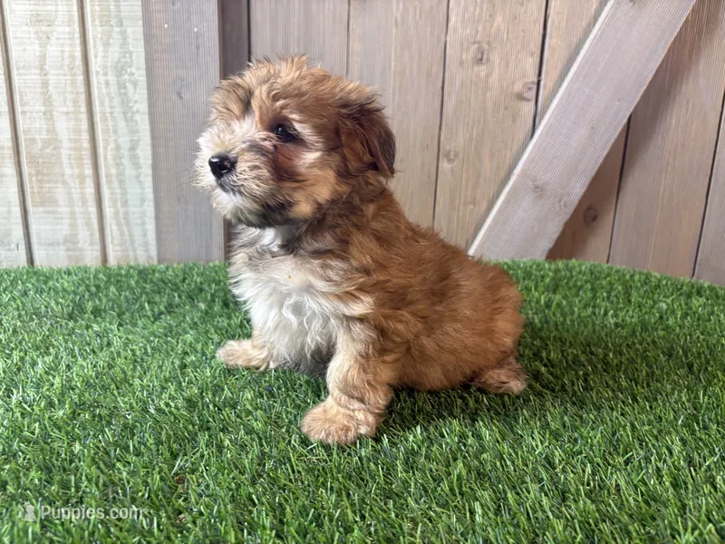 Ember – Morkie puppy for sale in Fort Wayne, IN