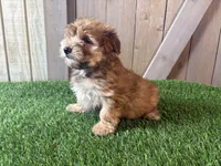 Ember, a female Morkie for sale in Fort Wayne, IN – 1 of 9