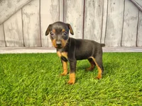 Anna, a female Miniature Pinscher for sale in Fort Wayne, IN – 5 of 6