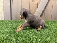 Sophie, a female Miniature Pinscher for sale in Fort Wayne, IN – 2 of 5
