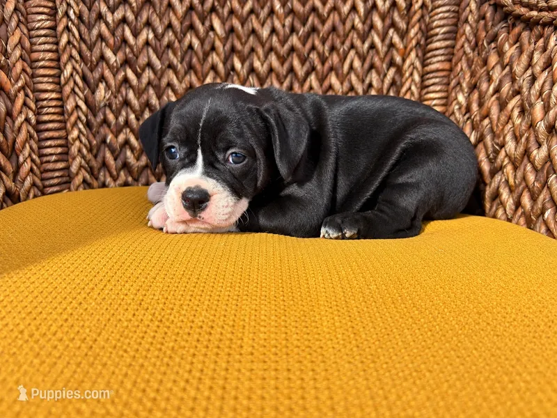Laramie  – Olde English Bulldogge puppy for sale in Fort Wayne, IN