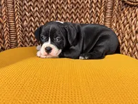 Laramie , a female Olde English Bulldogge for sale in Fort Wayne, IN – 1 of 4