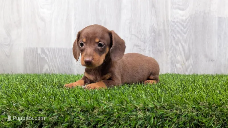 Mandy – Miniature Dachshund puppy for sale in Fort Wayne, IN