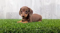 Mandy, a female Miniature Dachshund for sale in Fort Wayne, IN – 1 of 4