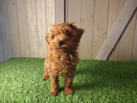Rusty, a male Poodle - Toy  for sale in Fort Wayne, IN – 3 of 9