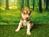 Yelena, a female German Shepherd Dog and Siberian Husky for sale in Fort Wayne, IN – 2 of 4