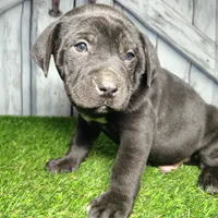 Enzo, a male German Shepherd Dog and Labrador Retriever for sale in Fort Wayne, IN – Photo 3 of 3