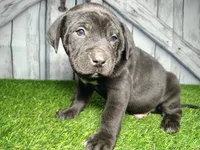 Enzo, a male German Shepherd Dog and Labrador Retriever for sale in Fort Wayne, IN – Photo 3 of 3