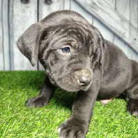 Enzo, a male German Shepherd Dog and Labrador Retriever for sale in Fort Wayne, IN – Photo 2 of 3