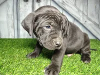 Enzo, a male German Shepherd Dog and Labrador Retriever for sale in Fort Wayne, IN – Photo 2 of 3