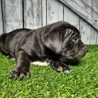 Enzo, a male German Shepherd Dog and Labrador Retriever for sale in Fort Wayne, IN – Photo 1 of 3