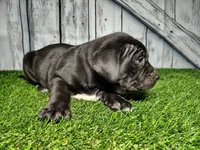 Enzo, a male German Shepherd Dog and Labrador Retriever for sale in Fort Wayne, IN – Photo 1 of 3