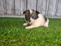 Leo, a male Pomeranian and Poodle - Miniature  for sale in Fort Wayne, IN – 4 of 4