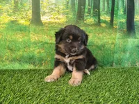 Tyson, a male American Bulldog and Australian Shepherd for sale in Fort Wayne, IN – 8 of 8