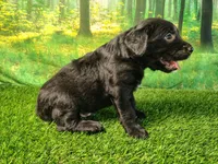 Nox, a male Golden Retriever and Labrador Retriever for sale in Fort Wayne, IN – 3 of 4