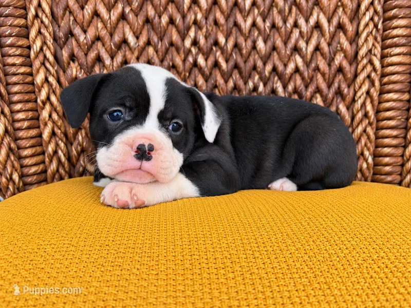 Laney – Olde English Bulldogge puppy for sale in Fort Wayne, IN
