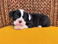 Laney, a female Olde English Bulldogge for sale in Fort Wayne, IN – 1 of 2
