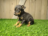 Maisie, a female Miniature Pinscher for sale in Fort Wayne, IN – 1 of 3