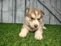 Rosie, a female Siberian Husky for sale in Fort Wayne, IN – Photo 2 of 3