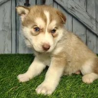 Rosie, a female Siberian Husky for sale in Fort Wayne, IN – Photo 3 of 3