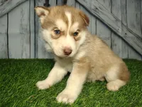 Rosie, a female Siberian Husky for sale in Fort Wayne, IN – Photo 3 of 3
