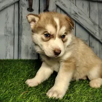 Rosie, a female Siberian Husky for sale in Fort Wayne, IN – Photo 1 of 3