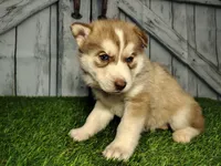 Rosie, a female Siberian Husky for sale in Fort Wayne, IN – Photo 1 of 3