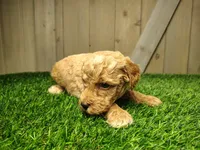 Layla, a female Poodle - Miniature  for sale in Fort Wayne, IN – 3 of 6