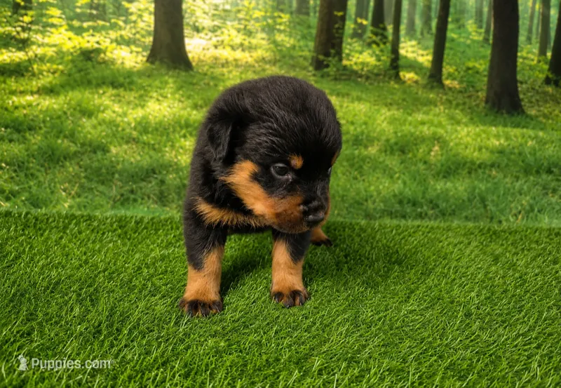 Maverick  – Rottweiler puppy for sale in Fort Wayne, IN