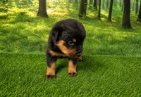 Maverick , a male Rottweiler for sale in Fort Wayne, IN – 1 of 3