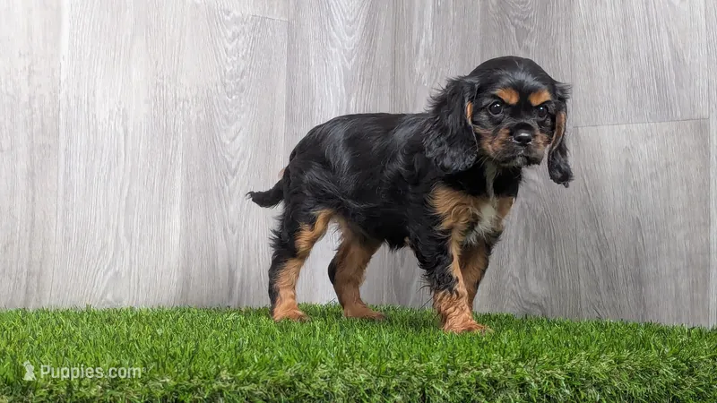 Reni – Cavalier King Charles Spaniel puppy for sale in Fort Wayne, IN