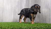 Reni, a female Cavalier King Charles Spaniel for sale in Fort Wayne, IN – 1 of 2