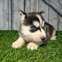 Ruby, a female Siberian Husky for sale in Fort Wayne, IN – Photo 2 of 3