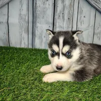 Ruby, a female Siberian Husky for sale in Fort Wayne, IN – Photo 1 of 3